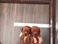 Toy Poodle Yavrularımız