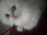 Kartopu maviş gözlü scottish fold