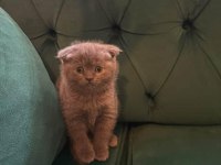 Safkan british ve scottish fold kediler