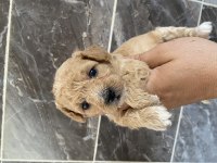 Orjinal bebek yüzlü maltipoo bebekler