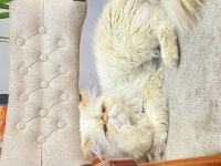 İran persian 3 yaşında erkek