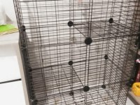 Chinchilla erkek