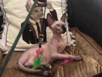 sphynx sfenks tüysüz dişi erkek yavruları