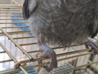 Bebek jako papağanı açıklamayı okumadan aramayın takas olur