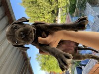 BLUE & LİLAC DEV CANE CORSO YAVRULAR