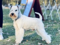 FCI Şecereli Miniature Schnauzer Pure White (Beyaz)