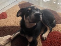 Köpeğimizi acil sahiplendiriyoruz