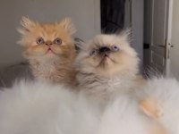 İran bebekler persian exotic ws