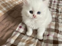 Beyaz british shorthair yavrular