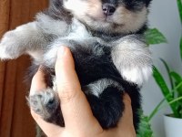 Pomeranian Boo Black Tan Dişi