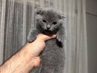 3 erkek scottish fold yavrum