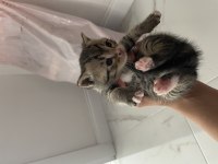 British shorthair annemizin yavruları oldu Erkek-dişi