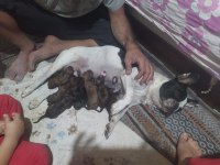 Anne altından 1 haftalık köpekler anne maskeli baba taiger