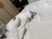 Minik kedimiz yeni yuva arıyor