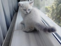 British Shorthair Dişi Yavru