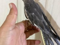 45 günlük konuşturmalık grey bebek sultan papağanı