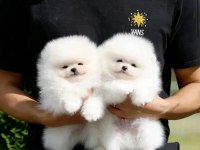 Luvpaw dan Karbeyaz Pomeranian Boo Yavrumuz Prada