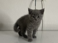 Irk ve sağlık garantili british shorthair