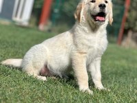 Golden Retriever Yavruları Çiftlikten
