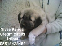 MERKEZ KANGAL ÜRETİM ÇIFTLIGINDEN SATILIK KANGALLAR