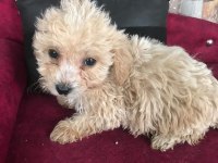 Maltipoo çocuklarıma yuva arıyorum