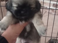 Pekinez yavru köpeklerimiz
