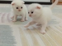 Scottish Fold Yeni Yuvalarını Bekliyorlar
