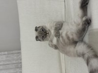 Scottish fold kedisi