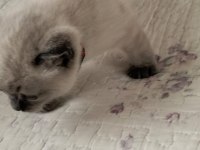 2 aylık british shorthair