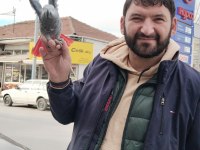 Yavru ve Yetişkin Jako Papağanı Mevcut