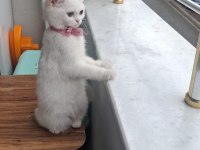 Scottish fold yavru sahiplendirmek istiyorum 5 aylık