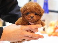 Oyuncu Toy Poodle Bebeklerımız