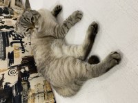 Scottish fold kedimize güzel bir yuva arıyoruz