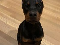 Estetikli 2 aylık fırlama doberman yavrular
