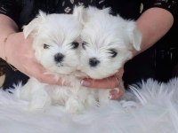 1.250gr Morkie uygun