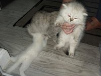 Scottish fold yavru kediler