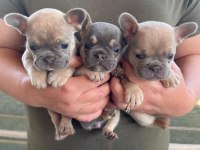 36 günlük blue fawn lilac (plat taşıyıcı) french bulldoglar