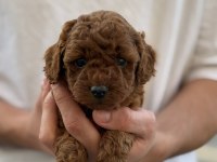 A Kalite Toy Poodle Bebeklerim