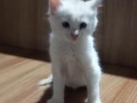 Evcil Tekir Kedilerimiz