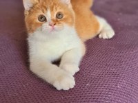 Red british shorthair