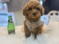 Teslime hazır toy poodle yavrular