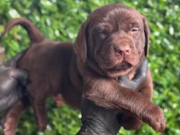Tarım ve orman bakanlığı onaylı çiftlikten labrador