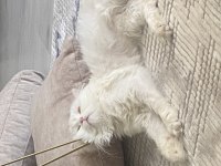 Chinchilla 1 yaşında kedimiz
