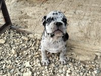 2 aylık merle french bulldog sahiplendirilecek