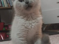 Üst düzey british shorthair bebekler