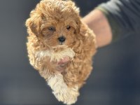 Petmode köpek çiftliğinde ziyarete açık kore maltipoo