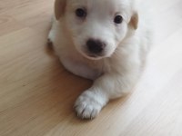 Yavru dişi köpeğimiz