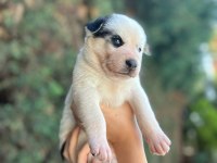 6 Tane Çok Sağlıklı Sibirya Kurdu Yavrularımız