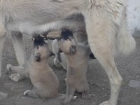 Safkan kangal köpeği 4 adet erkek