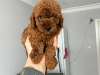 Kore red poodle